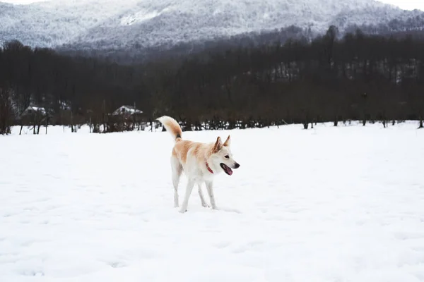 Pastore Mezzosangue Husky Sta Piedi Neve Bel Colletto Rosso Guarda — Foto Stock