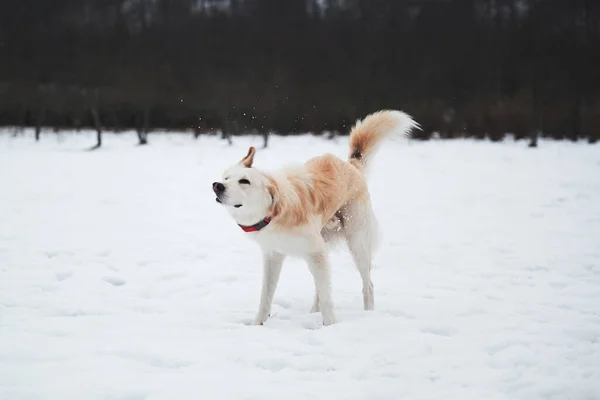 Uroczy Biały Puszysty Piesek Czerwonym Kołnierzykiem Spacery Zimowym Snowparku Pasterz — Zdjęcie stockowe