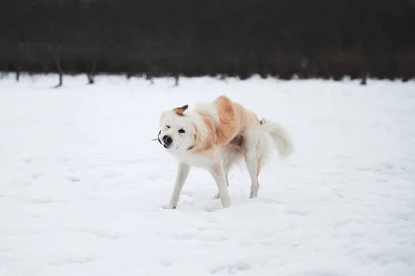 Adorable White Fluffy Pet Dog Red Collar Walks Winter Snow — Stock Photo, Image