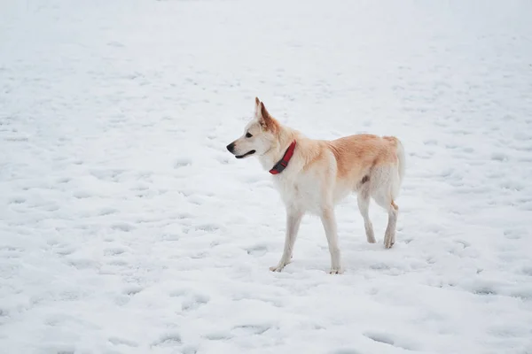 Pastore Mezzosangue Husky Sta Piedi Neve Bel Colletto Rosso Guarda — Foto Stock