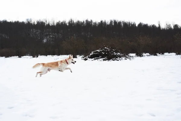 Pasterz Mieszaniec Husky Jasnoczerwony Kolor Biegnie Miękkim Śniegu Cieszy Się — Zdjęcie stockowe