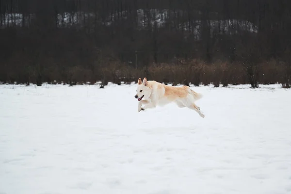 Pastore Mezzosangue Husky Colore Rosso Chiaro Corre Neve Soffice Gode — Foto Stock