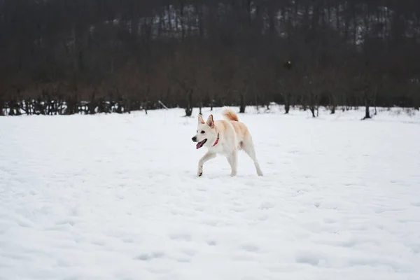 Pastore Mezzosangue Husky Colore Rosso Chiaro Corre Neve Soffice Gode — Foto Stock