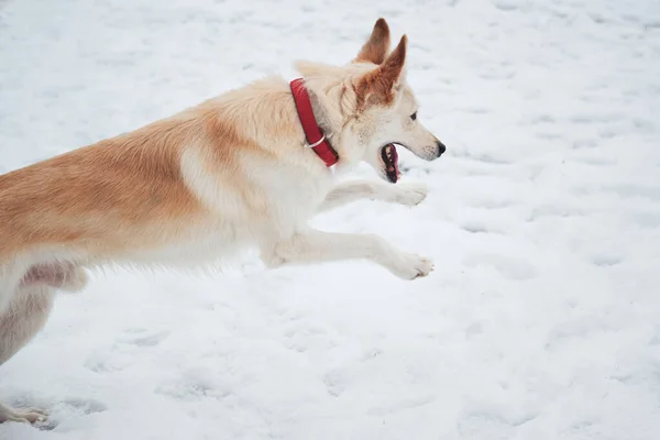 混血的牧羊人和浅红色的哈士奇人在柔软的雪地上奔跑 享受生活 可爱的白色绒毛宠物狗 红领子 在冬季雪地公园散步 — 图库照片