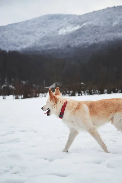 混血的牧羊人和浅红色的哈士奇人喜欢在雪山的背景下在新鲜空气中散步 可爱的白色绒毛宠物狗 红领子 在冬季雪地公园散步 — 图库照片