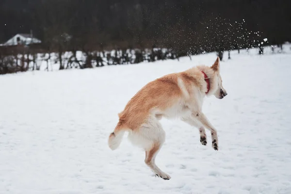 半品種の羊飼いと空高くジャンプし 雪玉をキャッチしようとします 冬の雪公園で赤い襟の散歩を持つ愛らしい白いふわふわのペット犬 — ストック写真