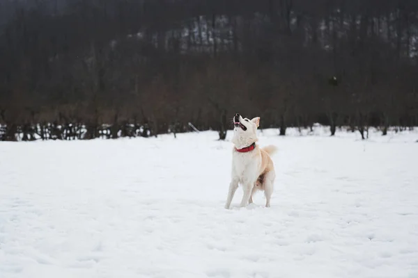 Adorable Chien Compagnie Blanc Moelleux Avec Collier Rouge Promène Dans — Photo