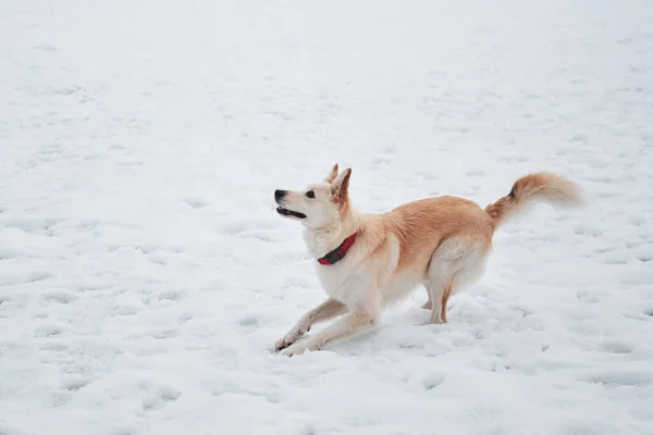 Adorabile Cane Compagnia Bianco Soffice Con Colletto Rosso Passeggiate Nello — Foto Stock