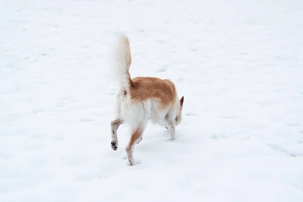 混血的牧羊人和哈士奇的浅红色走来走去 嗅嗅嗅周围的一切 熟悉新的地方 可爱的白色绒毛宠物狗 红领子 在冬季雪地公园散步 — 图库照片