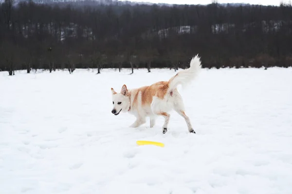 混血的牧羊犬和浅红色的哈士奇犬奔跑着 试图捕捉黄狗飞盘 可爱的白色绒毛宠物狗 红领子 在冬季雪地公园散步 — 图库照片