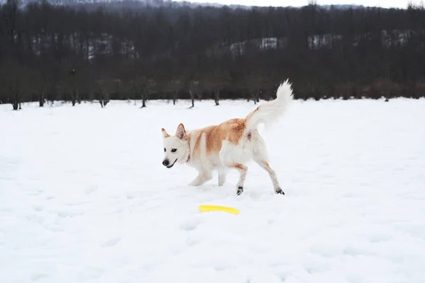 Félvér Pásztor Husky Világos Piros Színű Fut Megpróbálja Elkapni Sárga — Stock Fotó