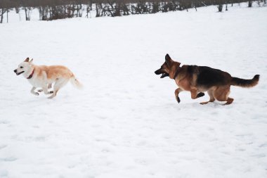 Alman çoban köpeği, siyah, kırmızı ve beyaz melez çoban kışın karlı arazide koşar ve kovalamaca oynar. Temiz havada iki dost köpekle aktif oyunlar.