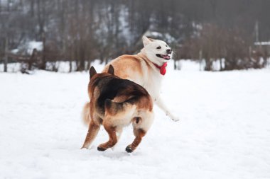 Alman çoban köpeği, siyah, kırmızı ve beyaz melez çoban kışın karlı arazide koşar ve kovalamaca oynar. Temiz havada iki dost köpekle aktif oyunlar.