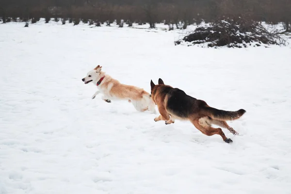 德国牧羊犬 黑白混血 半混血的牧羊犬冬季在雪地上奔跑 迎头赶上 与两只友好的狗在新鲜空气中进行激烈的比赛 — 图库照片