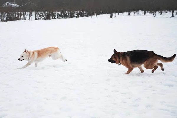 德国牧羊犬 黑白混血 半混血的牧羊犬冬季在雪地上奔跑 迎头赶上 与两只友好的狗在新鲜空气中进行激烈的比赛 — 图库照片