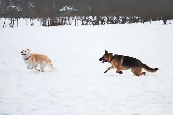 德国牧羊犬 黑白混血 半混血的牧羊犬冬季在雪地上奔跑 迎头赶上 与两只友好的狗在新鲜空气中进行激烈的比赛 — 图库照片