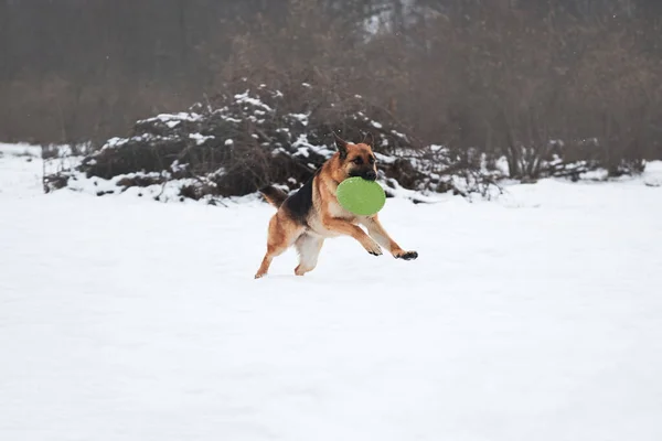 德国牧羊犬在白雪覆盖的空地上跑得很快 嘴里衔着绿色的飞盘 与狗在新鲜空气中的积极游戏和运动 — 图库照片