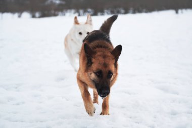 Siyah ve kırmızı Alman çoban köpeği kar tarlasında ilerlerken onu beyaz, tüylü bir köpek takip ediyor. Kışın açık havada, temiz havada iki safkan köpekle oynanan oyunlar..