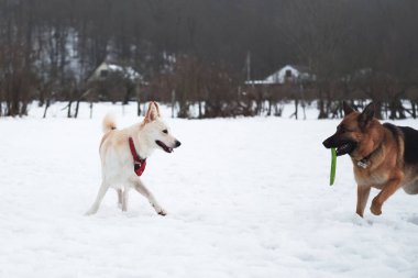 Siyah ve kırmızı Alman çoban köpeği frizbi diskini ağzında tutuyor ve büyük tüylü beyaz köpek ona bakıyor. İki sevimli yetişkin köpek kışın parkta karlı arazide yürür..