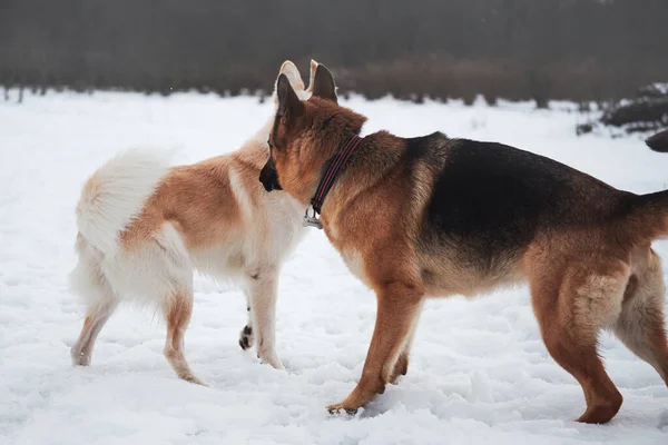 Zwart Bruin Duitse Herder Witte Halfbloed Herder Staan Natuur Besneeuwd — Stockfoto