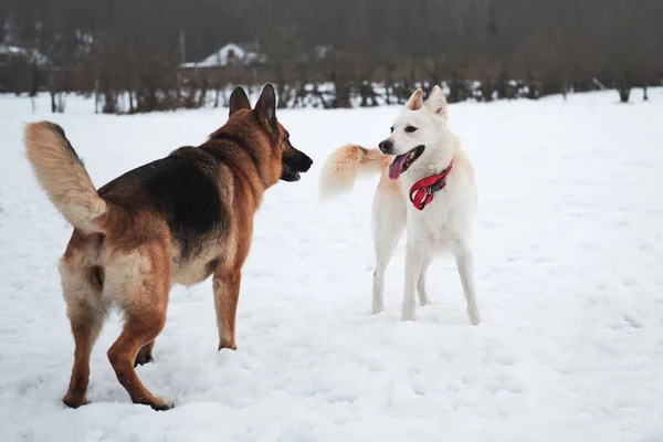 Zwart Bruin Duitse Herder Witte Halfbloed Herder Staan Natuur Besneeuwd — Stockfoto