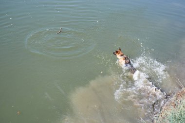 Alman çoban köpeği nehirde yüzüyor, sprey farklı yönlere uçuyor. Sıcak havalarda, göletin yanında köpeklerle birlikte yürüyün..
