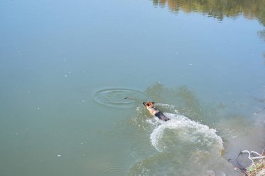Alman çoban köpeği gölde yüzer ve hayattan zevk alır. Sıcak havalarda, göletin yanında köpeklerle birlikte yürüyün..