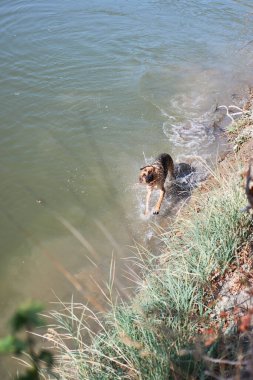 Alman çoban köpeği gölde yüzer ve hayattan zevk alır. Sıcak havalarda, göletin yanında köpeklerle birlikte yürüyün..