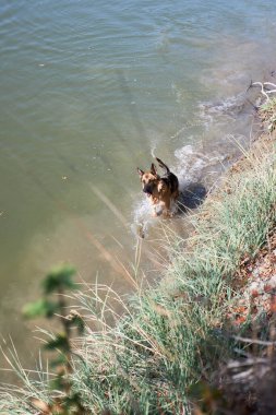 Alman çoban köpeği gölde yüzer ve hayattan zevk alır. Sıcak havalarda, göletin yanında köpeklerle birlikte yürüyün..