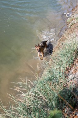 Alman çoban köpeği gölde yüzer ve hayattan zevk alır. Sıcak havalarda, göletin yanında köpeklerle birlikte yürüyün..