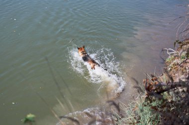 Alman çoban köpeği nehirde yüzüyor, sprey farklı yönlere uçuyor. Sıcak havalarda, göletin yanında köpeklerle birlikte yürüyün..