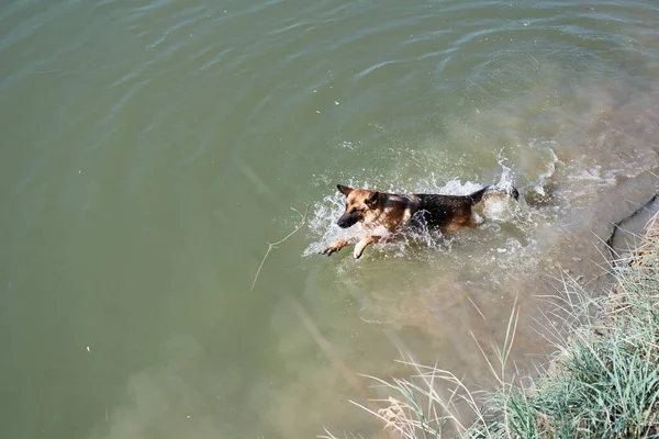 Alman çoban köpeği gölde yüzer ve hayattan zevk alır. Sıcak havalarda, göletin yanında köpeklerle birlikte yürüyün..