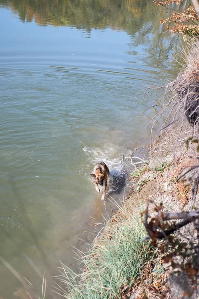 Duitse Herder Hond Zwemt Vijver Geniet Van Het Leven Lopen — Stockfoto