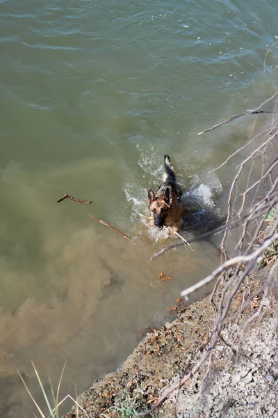 Alman çoban köpeği gölde yüzer ve hayattan zevk alır. Sıcak havalarda, göletin yanında köpeklerle birlikte yürüyün..