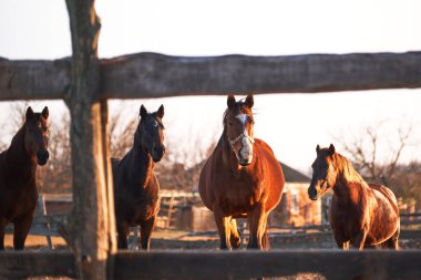 Güzel kahverengi safkan atlar ahşap çayırların arkasında durur ve akıllı gözlerle bakar. Çiftlikte günbatımında genç aygırların portreleri..