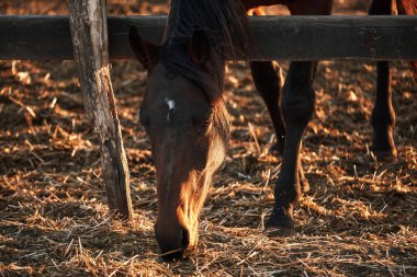 Güzel kahverengi safkan at ahşap otlağın arkasında duruyor ve kuru saman yiyor. Çiftlikte günbatımında genç aygır portresi.