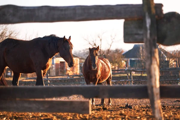 2つの美しい茶色のサラブレッドの馬は木製のパドックの後ろに立ってインテリジェントな目で見てください 農場の日没時の若い種牡馬の肖像画 — ストック写真