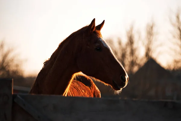 美丽的棕色纯种马站在木制围场后面 用聪明的眼睛看 农庄日落时年轻种马的画像 — 图库照片
