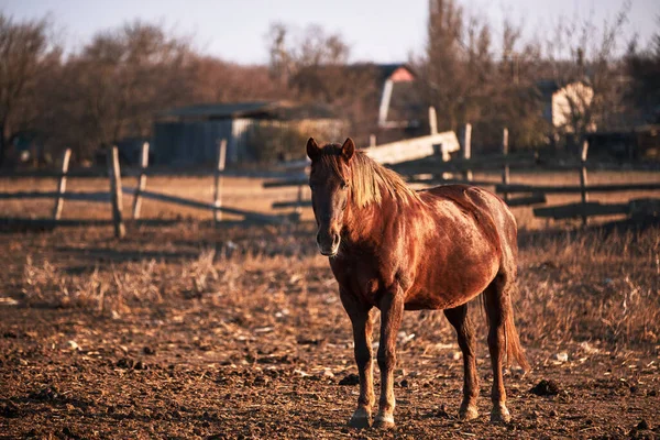 美丽的棕色小马 留着华丽的鬃毛 站在农场里 他的外套在温暖的夕阳下闪烁着光芒 草场上的纯种马 — 图库照片