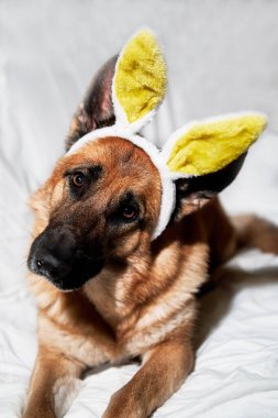 Siyah ve kırmızı renkli Alman çoban köpeği, yumuşak sarı tavşan kulaklı beyaz battaniyenin üzerinde uzanıyor. Köpek büyüleyici Paskalya tavşanı.