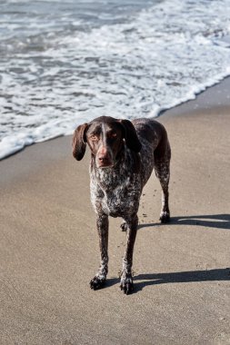 Alman kısa hava av köpekleri. Kurzhaar 'ın yakın portresi. Doğada temiz havada köpekle yürümek. Köpek kumsalda duruyor..