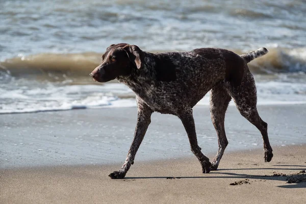 German cop is short haired hunting dog breed. Brown shorthaired pointer with white spots running along sandy shore of blue sea. Beautiful purebred hunting dog kurzhaar.
