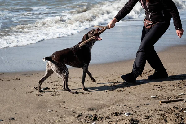 Human plays with dog in stick on beach. Charming brown shorthaired pointer with white spots on chest. German cop is short haired hunting dog breed.