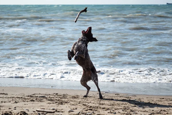 German cop is short haired hunting dog breed. Brown shorthaired pointer with white spots jumps and catches stick in flight. Walk with dog on sandy beach and active games.