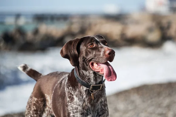 Çekici Kurzhaar kahverengisinin portresi ve denizin arka planında beyaz lekeler. Köpek kısa saçlı, sarkık kulaklı bir av köpeği cinsidir. Evcil hayvanınla temiz havada yürü..