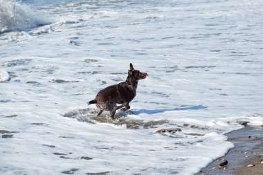 Köpek kısa saçlı, sarkık kulaklı bir av köpeği cinsidir. Evcil hayvanla temiz havada yürü. Kumlu sahilde dalgaların arka planında kahverengi kısa işaretli yürüyüşler.