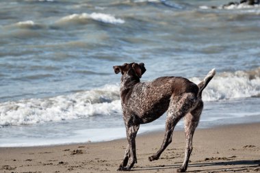 Köpek kısa saçlı, sarkık kulaklı bir av köpeği cinsidir. Evcil hayvanla temiz havada yürü. Kumlu sahilde dalgaların arka planında kahverengi kısa işaretli yürüyüşler.