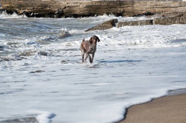 Köpek kısa saçlı, sarkık kulaklı bir av köpeği cinsidir. Evcil hayvanla temiz havada yürü. Kumlu sahilde dalgaların arka planında kahverengi kısa işaretli yürüyüşler.