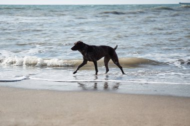 Köpek kısa saçlı, sarkık kulaklı bir av köpeği cinsidir. Evcil hayvanla temiz havada yürü. Kumlu sahilde dalgaların arka planında kahverengi kısa işaretli yürüyüşler.