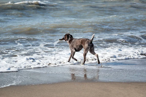 Dog is short haired hunting dog breed with drooping ears. Walk in fresh air with pet. Brown shorthaired pointer walks on sandy beach on background of waves.